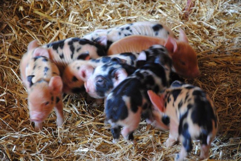 Piglets