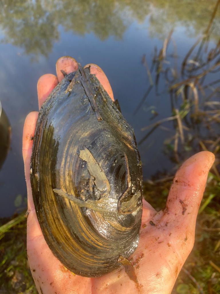 Freshwater Mussel